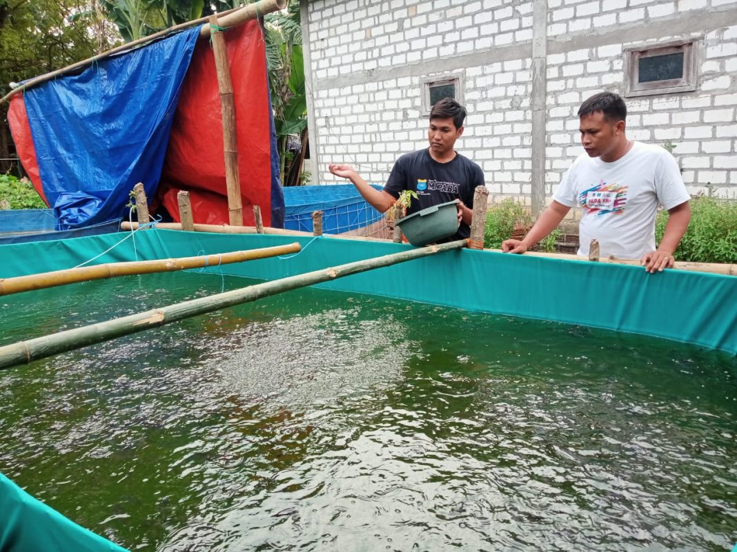 Syaifuddin Anam saat memanen ikan lele yang di budidayakannya di kolam terpal yang berada di pekarangan rumahnya di Desa Watu Agung Mengare, Kecamatan Bungah, Gresik, Senin (31/1/2022)./ Foto: TBK