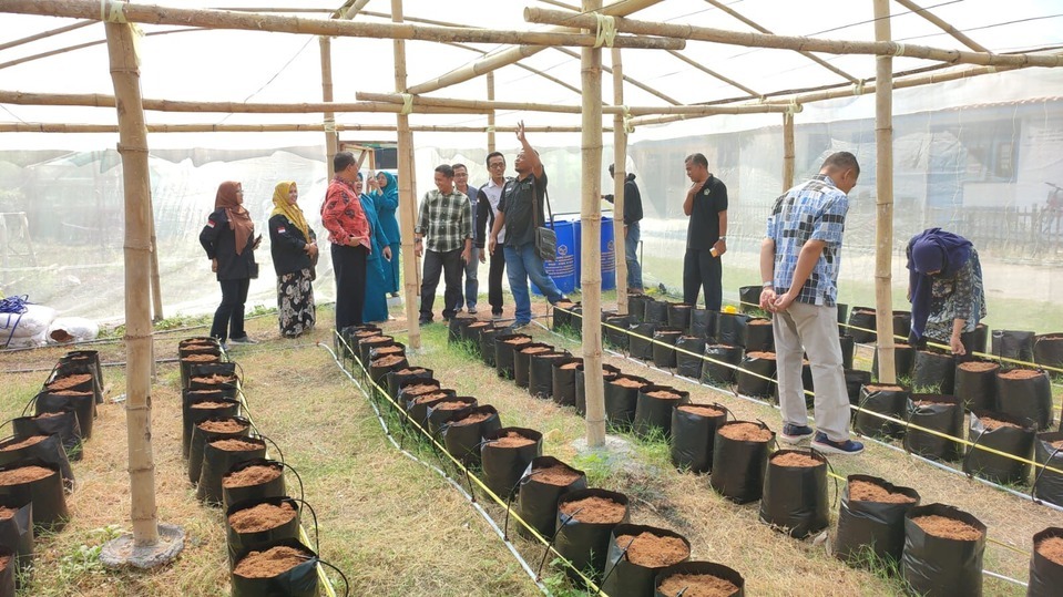 Manfaatkan Lahan Kosong, Desa Samirplapan Bangun Greenhouse untuk Budidaya Tanaman Melon